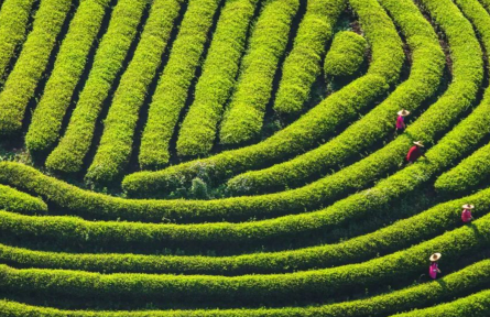 農(nóng)夫山泉泡茶水，創(chuàng)新“茶水”新標準