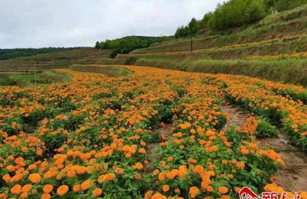 甘肅甘谷大莊鎮(zhèn)：采菊“楊坡”下 花開(kāi)幸福來(lái)