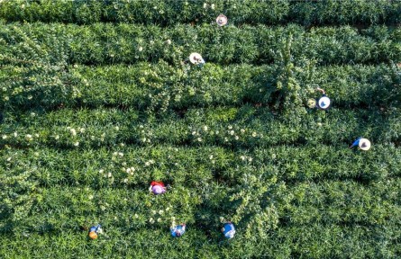 貴州黔西：中藥材種植護(hù)生態(tài)、助增收