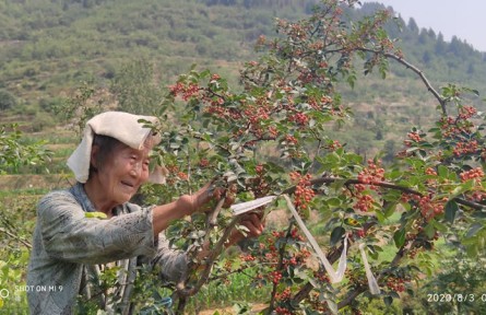 南京院赴河北涉縣開展花椒標(biāo)準(zhǔn)化生產(chǎn)服務(wù)工作