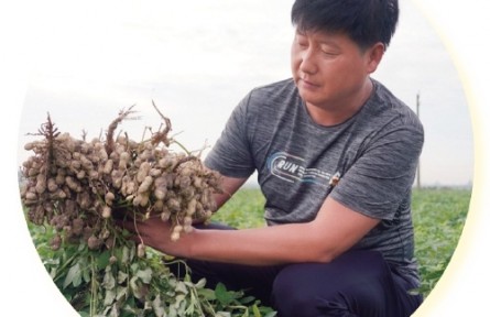 河南駐馬店黃磊：土坷垃里種出“金豆豆”