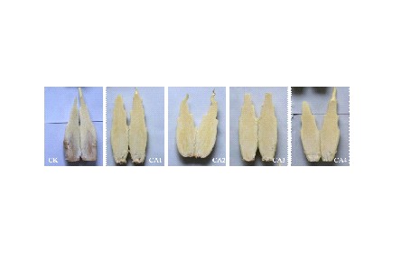 18、成果名稱：茭白氣調(diào)保鮮技術(shù)