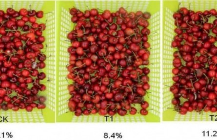 7、成果名稱：櫻桃采后流通保鮮技術(shù)