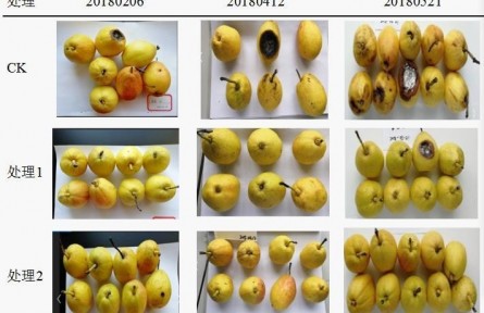 3、成果名稱：梨貯運品質質量控制關鍵技術