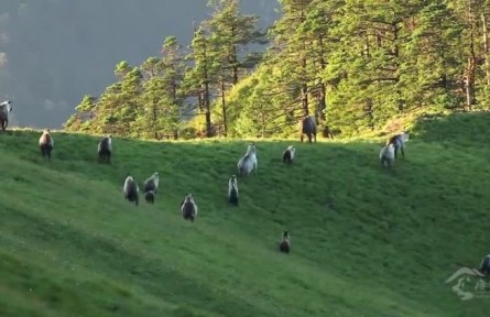 四川唐家河國家級自然保護區(qū)：熊貓家園 生物寶庫