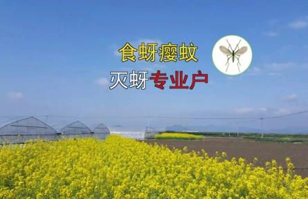 蜂博士生物防治丨認識食蚜癭蚊（蚜蟲的天敵）