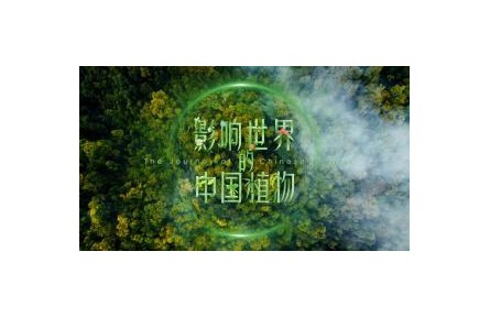 影響世界的中國(guó)植物 第5集 竹子