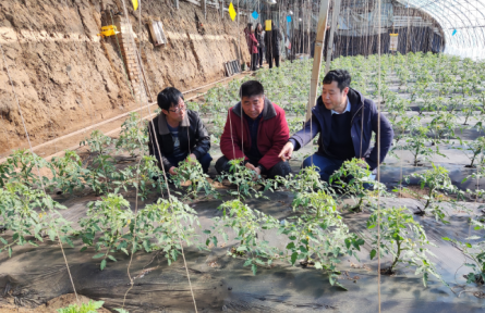 遼寧省農業(yè)科學院科技共建蔬菜團隊到鐵嶺、撫順開展技術服務