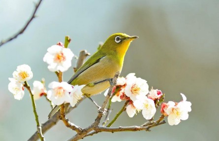 春分：燕子來時(shí)，陌上花開