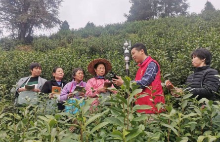 江西資溪：氣象服務進茶園