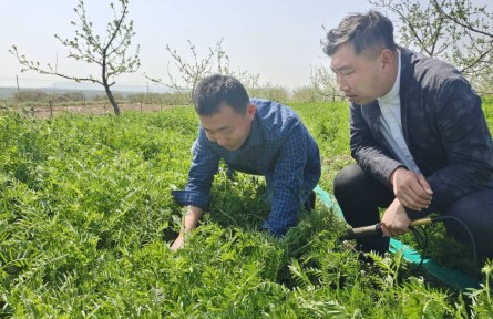 山東煙臺(tái)棲霞市：蘋果樹下種“雜草” 返鄉(xiāng)創(chuàng)業(yè)青年帶領(lǐng)博碩團(tuán)隊(duì)打造生態(tài)果園