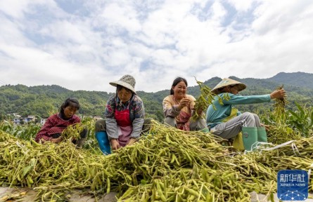 貴州羅甸：復(fù)合種植促增收