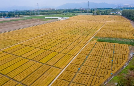 北京昌平：夏收時節(jié)，“麥”向豐收