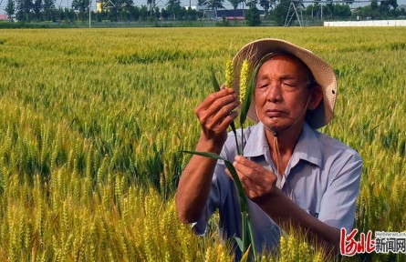 小麥專家郭進(jìn)考：把小麥“金種子”牢牢攥在中國人手中