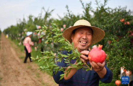 陜西臨潼：傳統(tǒng)石榴產區(qū)煥發(fā)新活力