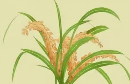 三農(nóng)詞條：植物必需元素