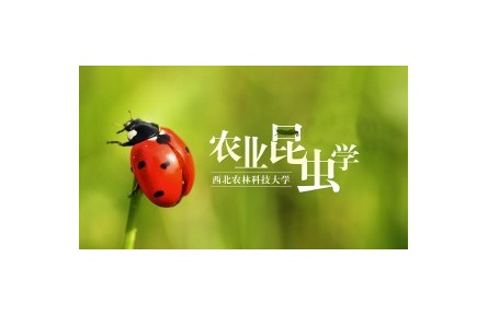 《農(nóng)業(yè)昆蟲(chóng)學(xué)》系列講座（視頻，共22講）