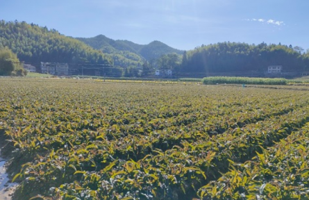 福建永安：高山農業(yè)助力鄉(xiāng)村振興