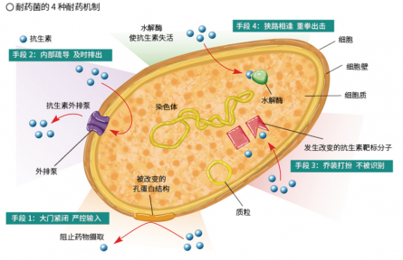 面對抗生素的“追殺”，細菌竟有這么多逃脫伎倆？