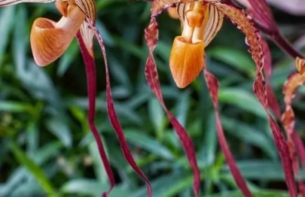 南北名蘭齊聚！首屆蘭花展在國(guó)家植物園和華南國(guó)家植物園聯(lián)袂舉辦