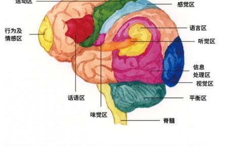 科普 | 大腦中的熱力學