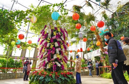 萬株蘭花慶佳節(jié)！國家植物園“元宵蘭花展”亮相