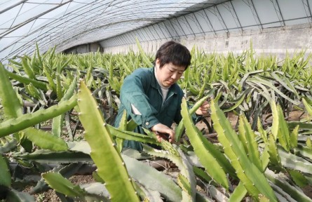 南果北種結(jié)碩果，北京順義市民吃上本土火龍果