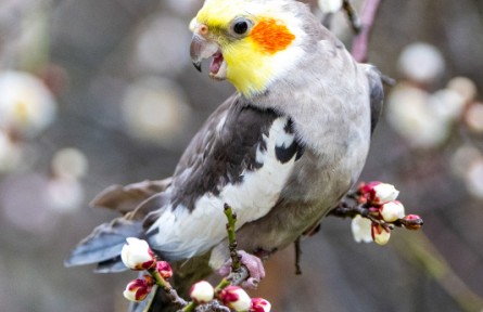 江蘇昆山：鳥(niǎo)鳴花飄香