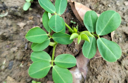 物種故事 | 花生：地上開(kāi)花、地下結(jié)果的植物