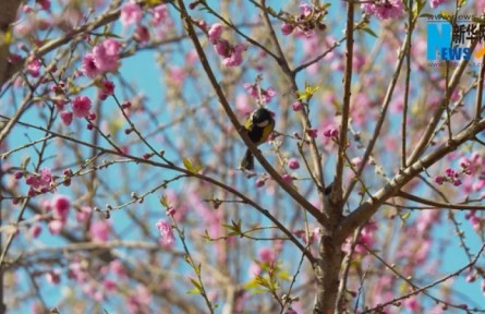 江西余干：農(nóng)文旅融合 油菜花開(kāi)引客來(lái)