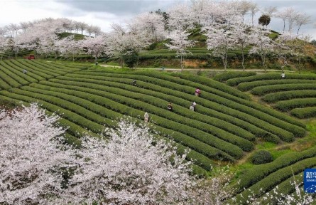 貴州余慶：清明時(shí)節(jié)采茶忙