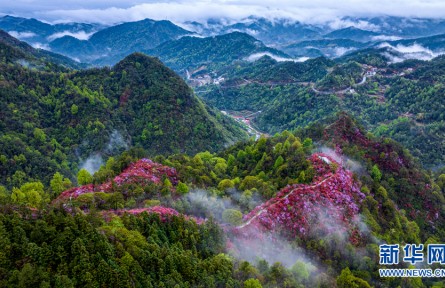 云嶺杜鵑映山紅