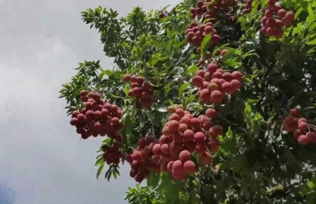 借“荔”發(fā)力 “土特產”里有大文章——走進高州市根子鎮(zhèn)柏橋村