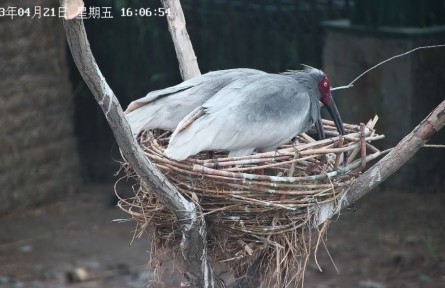 從陜西到山東，生活在黃河三角洲的朱鹮還好嗎？