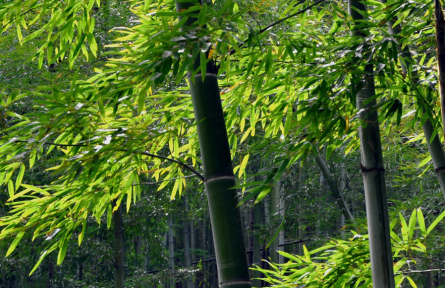 立夏：南國(guó)似暑北國(guó)春，綠秀江淮萬(wàn)木蔭