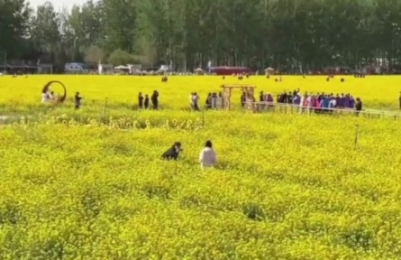 北京近郊面積最大，豐臺(tái)怪村200畝油菜花海綻放