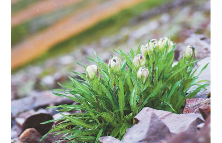 科普 | 冰天雪地，為何也有植物開花？