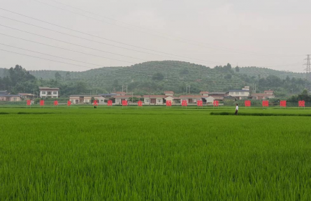 四川樂山夾江縣茶坊村：把準產(chǎn)業(yè)方向 聚力搭建集體經(jīng)濟“紅色平臺”