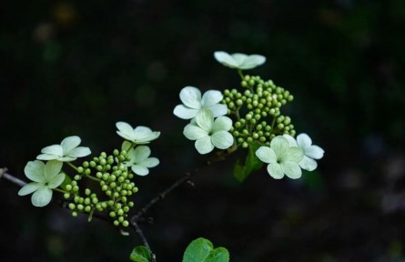 一棵“中國(guó)草”成全的夏天