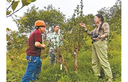 借科技之力催動山村巨變——記中國林科院亞熱帶林業(yè)研究所科技特派員服務(wù)浙江20年