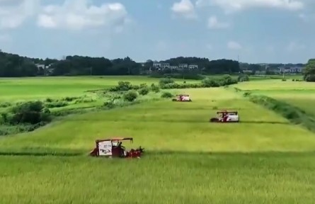 湖南：金秋水稻收割忙 風吹稻浪好“豐”景