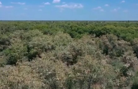 新疆塔克拉瑪干沙漠：450萬畝胡楊樹進(jìn)入落種期