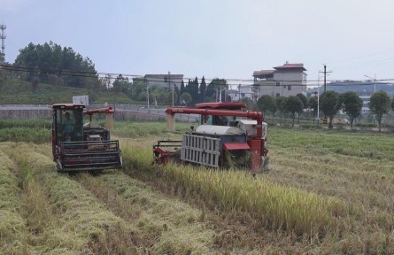 湖南衡陽洪市鎮(zhèn)：“生態(tài)紅米稻”豐收 鋪就鄉(xiāng)村振興新“稻”路