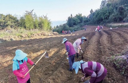 重慶彭水：10萬畝中藥材推動鄉(xiāng)村振興見實效