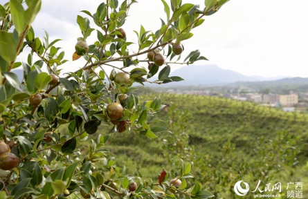 樹立大食物觀 向森林、深遠(yuǎn)海、鹽堿地要“新糧”