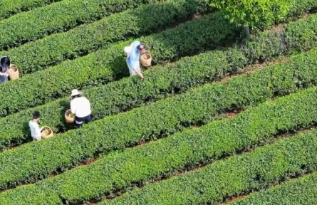 春意正濃茶飄香，湖南長沙望城烏山茶園搶“鮮”開采