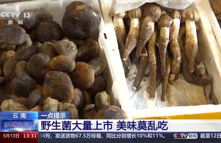 野生菌上市 嘗鮮需謹(jǐn)慎！注意“四不吃”