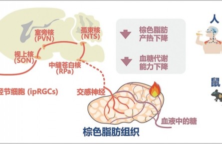 光如何調控人體葡萄糖代謝