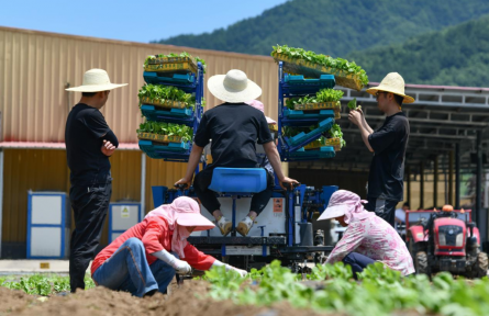 陜西太白 這里的高山蔬菜“高”在哪？