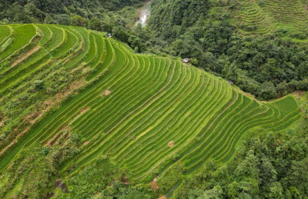 貴州從江：梯田蒼翠欲滴